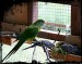 Papoušek nádherný-samice