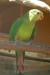 papoušek Nádherný 0:1